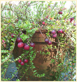 tuinieren met cranberry